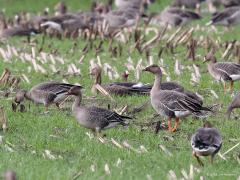 Taigarietgans  20221030  (Niet dus; Toendrarietgans!) Gisteren in De Matjens geweest. Vond het er heel erg stil, teleurstellend. Heel weinig vogels gezien of gehoord. Wel een drietal groepen ganzen. Die groepen bestonden uit grauwe ganzen en kolganzen. Ik kon ook nog een enkele rietgans waarnemen. Zoals op deze foto waarop ik meen een taiga-rietgans te zien. Meestal betreft het toendra-rietganzen. Zie ik het goed? Zie de commentaren; geoordeeld wordt dat het geen taiga maar een toendra rietgans