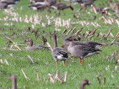 Toendrarietgans  20221101  Weer vorige week in De Matjens. Het is goed zoeken om tussen de kolganzen en grauwe ganzen die enkele rietganzen op te merken. Niet alleen de snavel is een goed kenmerk. Dat zijn zeker ook de erg witte en relatief brede buitenranden van de vleugeldekveren. Hier is het verschil met de kolgans op dat punt goed te zien.