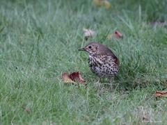 Zanglijster  20221112  Gisteren zag ik weer eens een zanglijster in mijn tuin, zocht wat te eten in mijn gazon. Kon hem vanuit de kamer door het raam op de foto zetten. Ik mis deze fijne zanger heel het jaar al, vorig jaar ook niet echt gezien hier. Ik vrees dat de komst van een nieuwe woonwijk achter mij het biotoop hier voor deze vogel verpest heeft. Grote kans dat deze zanglijster dan ook een trekvogel is. In het westen en uiterste zuiden van ons land overwinteren redelijke aantallen zanglijster