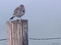 Graspieper  20221210  Op een vroege kille ochtend kom je altijd wel een graspieper op een weipaal tegen. De soort is zo een van de makkelijkst te fotograferen vogels.