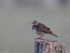 Graspieper  20220503  Hogerwaardpolder