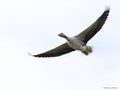 Grauwe Gans  20221119  Deze foto maakte ik recent in De Matjens. Niet moeilijk om daar een grauwe gans tegen te komen de laatste jaren. Toch is dat niet altijd zo geweest. Ten opzichte van 1990 hebben we nu ruim 25 maal zoveel broedende grauwe ganzen, een erg grote toename dus, waar gaat dat naar toe?