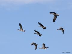 Grauwe Gans  20221121  Ze zijn met velen tegenwoordig; komt ook omdat het in het voorjaar hard kan gaan met de nakomelingen waar ze goed voor zorgen. Stevige vogels zijn het die toch geen enkele moeite hebben bij het vliegen.