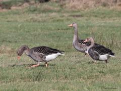 Grauwe Gans  20221121  Ze zijn met velen tegenwoordig; komt ook omdat het in het voorjaar hard kan gaan met de nakomelingen waar ze goed voor zorgen. Stevige vogels zijn het die toch geen enkele moeite hebben bij het vliegen.