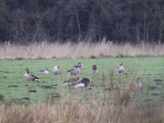 Grauwe gans  20220301  Strijbeekse Heide