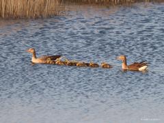 Grauwe Gans  20221121  Ze zijn met velen tegenwoordig; komt ook omdat het in het voorjaar hard kan gaan met de nakomelingen waar ze goed voor zorgen. Stevige vogels zijn het die toch geen enkele moeite hebben bij het vliegen.