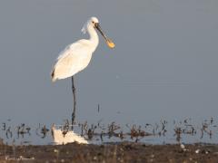 Lepelaar  20221117  In mijn jeugdjaren moest je naar het Naardermeer of naar Texel om deze mooie grote vogel te zien. Nu wonen ze al jaren ook bij Bergen op Zoom en kunnen we hem zelfs in Zundert tegen komen. Sinds 1970 zijn ze sterk toegenomen. Elke ca. 15 jaar verdubbelde het aantal, nu tellen we ca. 3500 broedparen in Nederland. Frappant die lepelsnavel. Minder handig om even de veren te kammen lijkt me.