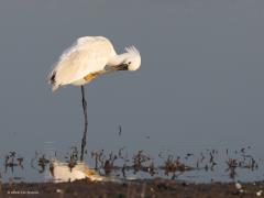 Lepelaar  20221117  In mijn jeugdjaren moest je naar het Naardermeer of naar Texel om deze mooie grote vogel te zien. Nu wonen ze al jaren ook bij Bergen op Zoom en kunnen we hem zelfs in Zundert tegen komen. Sinds 1970 zijn ze sterk toegenomen. Elke ca. 15 jaar verdubbelde het aantal, nu tellen we ca. 3500 broedparen in Nederland. Frappant die lepelsnavel. Minder handig om even de veren te kammen lijkt me.