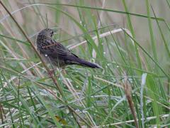 Sprinkhaanzanger (Locustella naevia) De vogel zingt hier en dat is maar goed ook, anders had ik hem wellicht niet gevonden en zeker niet herkend. Je moet een goede vogelaar zijn om deze zomervogel te herkennen. Deze foto is van begin mei en in die tijd laat ie zijn onmiskenbare herhaaldeuntje vaak horen. Onmiskenbaar met een valkuiltje want de snor lijkt ook zo'n toontje te hebben maar dat is nog eenduidiger en nog langduriger aangehouden.