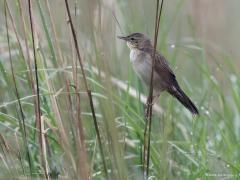 Sprinkhaanzanger  20221126  Nog enkele van deze sprinkhaan(riet)zanger. Nu van opzij en met de ogen naar de fotograaf gericht. Vroeger werd deze soort sprinkhaanrietzanger genoemd, dat woordje 'riet' wordt tegenwoordig niet meer toegepast. De vogel zit echter wel graag in het riet maar ook wel zoals hier in ruw opgeschoten grasland.