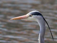 Blauwe reiger  20220323  Colijnsplaat