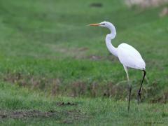 Grote zilverreiger  20230112  Hier in Zundert kun je in het buitengebied best vaak een grote zilverreiger zien jagen. Opmerkelijk is hoe deze soort de afgelopen jaren is toegenomen. Heel af en toe kun je er een op redelijke afstand betrappen. Je moet dan niet aarzelen met de camera want ze zien je snel en zijn snel op die grote wieken gevlogen.
