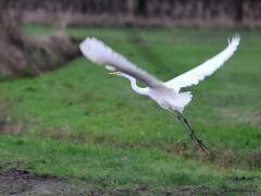 Grote zilverreiger  20230110  Mortelbeek