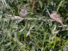 Huismus  20220903  Biesbosch