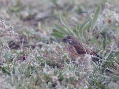 Kneu  20220415  Hogerwaardpolder