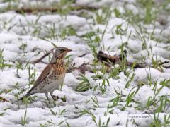 Kramsvogel  20230120  Tiggeltseberg