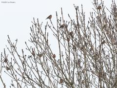 Vink  20230121  Foto's van een aantal dagen terug toen de zon zich niet liet zien. Bij dat sombere weer zag ik opmerkelijk weinig vogels in ons buitengebied! Alleen op enkele plaatsen waar nog wat voedsel te vinden was zag ik wat vogels. Zoals hier bij een waterberging langs onze grote beek. Rond de 250 vinken vlogen naar, in, en uit een boom langs de beek. Helaas alleen maar gewone vinken. Ik zag er geen enkele groenling of keep tussen. Het ontbreken van de keep zal wel aan de relatief hoge temper