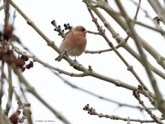 Vink  20230110  Muisvonder