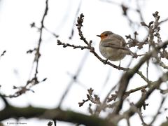 Roodborst  20230124  Pannenhoef