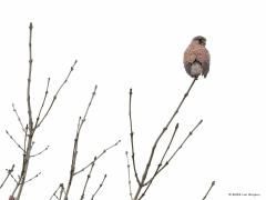 Torenvalk  20230204  Natuurlijk houdt hij, het is een mannetje, me goed in de gaten. Heel dicht mocht ik weer niet komen. Gelukkig ging ie niet al te ver weg, en bovendien relatief laag, een tijdje bidden. Het gebed werd waarschijnlijk verhoord want plots dook de valk naar beneden in het gras. Heb niet kunnen zien of er daadwerkelijk iets gevangen was.