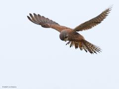 Torenvalk  20230204  Natuurlijk houdt hij, het is een mannetje, me goed in de gaten. Heel dicht mocht ik weer niet komen. Gelukkig ging ie niet al te ver weg, en bovendien relatief laag, een tijdje bidden. Het gebed werd waarschijnlijk verhoord want plots dook de valk naar beneden in het gras. Heb niet kunnen zien of er daadwerkelijk iets gevangen was.