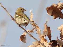 Vink  20230126  Mortelbeek