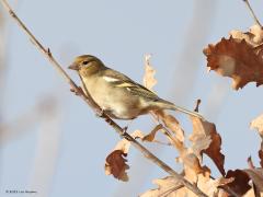 Vink  20230126  Mortelbeek