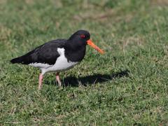 Scholekster  20230320  We kennen allemaal wel deze zwart-witte steltloper, ook wel bonte piet genoemd. Het is een buitenbeentje binnen de steltlopers. Dit omdat normaliter de jongen van steltlopers het nest verlaten kort na uit het ei kruipen. Nestvlieders noemen we dat. Bij nestvlieders zijn de jongen bij het uit het ei komen dus al deels in staat om voor zichzelf te zorgen, ze hebben hun ogen open, hebben een donsvacht en kunnen zelf al voedsel zoeken. Na een kort verblijf in het nest trekke