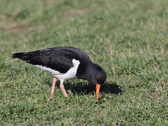 Scholekster  20230320  We kennen allemaal wel deze zwart-witte steltloper, ook wel bonte piet genoemd. Het is een buitenbeentje binnen de steltlopers. Dit omdat normaliter de jongen van steltlopers het nest verlaten kort na uit het ei kruipen. Nestvlieders noemen we dat. Bij nestvlieders zijn de jongen bij het uit het ei komen dus al deels in staat om voor zichzelf te zorgen, ze hebben hun ogen open, hebben een donsvacht en kunnen zelf al voedsel zoeken. Na een kort verblijf in het nest trekke