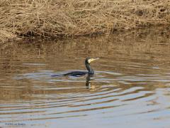 Aalscholver  20230328  Al eerder liet ik zien dat langs en in onze Aa of Weerijs met regelmaat aalscholvers te zien zijn. Zoals deze hier. Goed is te zien hoe diep deze bijzondere vogel in het water ligt. Hij, of zij, zinkt nog net niet. Diep liggen betekent dat maar weinig weerstand moet worden overwonnen om onder water lekker snel te kunnen zwemmen. In plaats van zwemmen kun je beter vliegen zeggen want krachtige vleugelslagen zorgen voor de voortstuwing daar onder water.