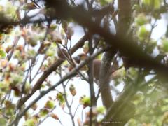 Appelvink  20230427  Deze keer feitelijk een prutfoto. Maar wel een die op dit moment voor mij een hoge hobbywaarde heeft. Immers, vandaag op de Oude Buisse Heide heb ik voor een eerste keer de zang van de appelvink herkend. En, het lukte me om twee vogels te ontwaren heel hoog in een hoge beuk met ontluikend blad. Daarvan dan een goede foto maken is een enorme opgave en lukte me dan ook niet. Wel hield ik er een bewijsfoto aan over. Ik denk stellig dat elke echte vogelaar de wazige vog