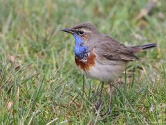 Blauwborst  20230414  Afgelopen woensdag ontmoette ik tussen de buien door in Achtmaal dit mannetje blauwborst. Een niet erg schuw exemplaar. Kon er verschillende foto's van maken. Je zult begrijpen dat dat mijn wandeling meer dan geslaagd maakte.