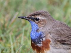 Blauwborst  20230412  Oude Buisse Heide