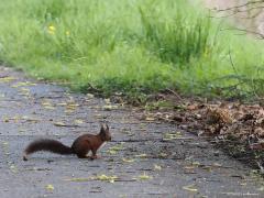 Eekhoorn  20230423  Nee, een eekhoorn hoort niet thuis op een fietspad. Dit leuke knaagdier hoort thuis in een grote tuin, park of bos. Liefst in een grote boom met een ruwe bast waarin de eekhoorn verrassend snel kan zijn. En druk dat ze het hebben. Altijd maar eten verzamelen. Zoals hier met een vrucht in de bek op weg naar het winterdepot. Wellicht is dat depot al geheel gevuld maar dat maakt niet uit, er zal eten worden aangedragen.