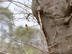 Gekraagde Roodstaart  20230427  Ik vind deze vogel wel passen vandaag op Koningsdag. Immers, deze mooie zangvogel vertoont best wat oranje in het verenkleed, zowel op borst als op stuit en staart. Deze kwam ik deze week tegen in de Chaamse bossen. Ik herken zijn lied vanaf grote afstand, komt ook omdat deze mannetjes graag vanaf een hoog standpunt zijn territorium afbakent. Ze houden meer van grote oude dennen dan van loofbomen. Het is een van mijn favoriete plaatselijke vogels.