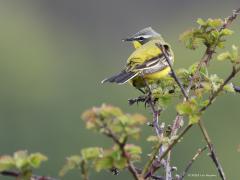 Gele kwikstaart  20230424  Vorige week trof ik bij de Bleke Heide enkele gele kwikstaarten aan. Bijna altijd vind je die zittend op een weidepaal, op prikkeldraad of naar insecten zoeken in het weiland. Vaak in weilanden waarin vee loopt, schapen of koeien. Deze keer ging er een in een nog kale struik zitten en een in een ontluikende bramenstruik. Ik vind ze mooi, ze geven me een goed humeur.