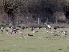 Grote Zilverreiger  20230326  Een zilverreiger tussen de kolganzen, duidelijk geen enkel probleem. Reiger en ganzen gaan rustig hun gang, maken zich niet druk om elkaar, een vredig plaatje. Komt natuurlijk omdat het geen concurrenten zijn. De een eet gras de ander vlees.