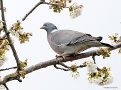 Turkse tortel   Houtduif  20230416  Deze week staat mijn kersenboom in bloei. Ongelooflijk hoeveel witte bloempjes er worden getoond. Ik heb wat tijd genomen en gekeken of ik een aantal tuinvogels in de bloemetjes kon zetten. Dat lukte. Als eerste de twee duiven.