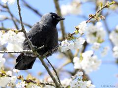 Kauw  20230413  Thuis tuin