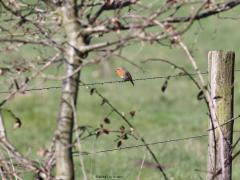 Roodborst  20230406  Robin mocht niet onze nationale vogel worden. Vogel is ook een groot woord maar voor mij is Robin toch ons nationaal vogeltje. Immers, op elke wandeling, het hele jaar door, laat de roodborst zich zien of horen. Niet alleen tijdens een wandeling want in de meeste tuinen is Robin ook present. Hier op het prikkeldraad langs een weide, ook heel kenmerkend. Zo met wat takjes erbij is het biotoop beter te herkennen lijkt me.