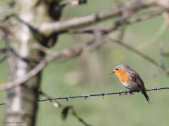 Roodborst  20230406  Robin mocht niet onze nationale vogel worden. Vogel is ook een groot woord maar voor mij is Robin toch ons nationaal vogeltje. Immers, op elke wandeling, het hele jaar door, laat de roodborst zich zien of horen. Niet alleen tijdens een wandeling want in de meeste tuinen is Robin ook present. Hier op het prikkeldraad langs een weide, ook heel kenmerkend. Zo met wat takjes erbij is het biotoop beter te herkennen lijkt me.