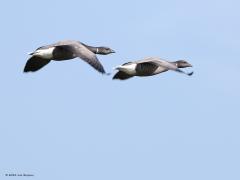 Rotgans  20230420  Toch wel erg knap hoe goed ganzen, ook deze rotganzen, kunnen vliegen. Komt vast ook door hun geweldige stroomlijn. Snavel priemt door de lucht, druppelvorm van kop en lijf zorgen voor een geringe drag waar de Red Bull van Max Verstappen jaloers op is. En dan die motor, die vleugelborstspieren, zo sterk en efficiënt dat een 24 uur van Les Mans een eitjes is.