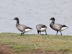 Rotgans  20230422  In de maanden april en mei zijn de meeste rotganzen in ons land. In Zeeland kun je er dan wel ca. 20.000 tellen. Het merendeel van de wereldpopulatie overwintert in ons land of in Engeland. Ze broeden niet in ons land, dat doen ze op de Siberische toendra's. Er zijn enkele ondersoorten, alle hebben ze een witte halsstreep. Op deze foto staat een exemplaar met een naar mijn mening extra grote witte halsstreep die me deed denken aan de halsstreep van de ondersoort 'zwarte'rotgans. To