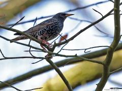 Spreeuw  20230404  Meestal zie je de spreeuw in een weiland. Hier een mannetje in een donkere bosrand. Blijft opmerkelijk die witte punten aan de veren, ik ken dat niet van een andere vogel? In dit kleed mag meneer er best zijn vind ik.