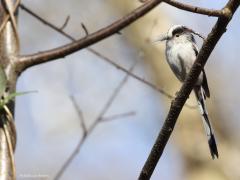 Staartmees  20230412  Ze zijn nu volop aan het bouwen deze langstaartjes. En niet alleen zij natuurlijk. Ze hebben ook best wat werk aan hun nesten. De staartmees maakt namelijk een koepelvormig nest met zijingang dat bestaat uit mos, korstmos, spinrag en berkenbast. In één nest kunnen tot wel 4.000 schilfertjes korstmos worden verwerkt. De binnenkant wordt bekleed met wol, mos en veertjes. Twee tot drie weken zijn ze met de bouw zoet. Zowel het mannetje als het vrouwtje helpen aan de nestbouw.