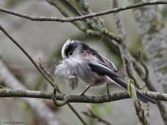 Staartmees  20230414  Bij mijn vorige foto's van deze nestbouwer was de achtergrond voornamelijk de lucht en derhalve licht van toon. Dat heb je natuurlijk meestal met een vogeltje in een nog kale boom of struik. In de regel werkt zo'n lichte achtergrond niet het mooist uit meen ik. Hier poseert het meesje voor takjes en stammetjes en zo tegen een meer donkere achtergrond. De veertjes, de kleuren, spreken zo meer, mooier vind ikzelf.