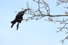 20230325  Op een wandeling kun je tegenwoordig van alles tegen komen in een boom, soms ook een vogel.