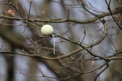 20230325  Op een wandeling kun je tegenwoordig van alles tegen komen in een boom, soms ook een vogel.