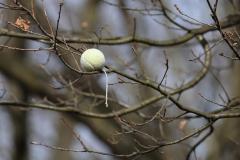 Tennisbal  20230317  Zwembad