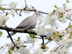 Turkse tortel   Houtduif  20230416  Deze week staat mijn kersenboom in bloei. Ongelooflijk hoeveel witte bloempjes er worden getoond. Ik heb wat tijd genomen en gekeken of ik een aantal tuinvogels in de bloemetjes kon zetten. Dat lukte. Als eerste de twee duiven.